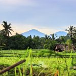7 Ancaman Nyata Stabilitas Pasokan Beras Nasional yang Mengguncang Ketahanan Pangan Domestik memperlihatkan stabilitas pasokan beras nasional