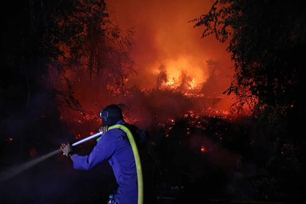 Tragedi Mencekam Karhutla Kalimantan Meluas 513 Hektare dan Jeratan Pidana 9 Korporasi Sawit mengulas karhutla kalimantan